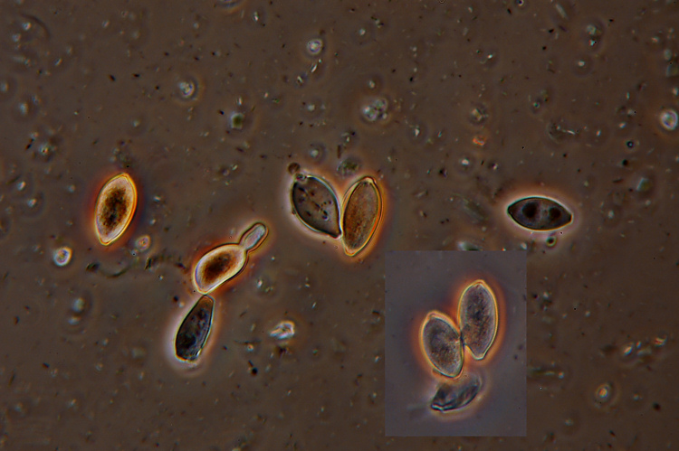 Botryobasidium aureum e il suo anamorfo Haplotrichum aureum